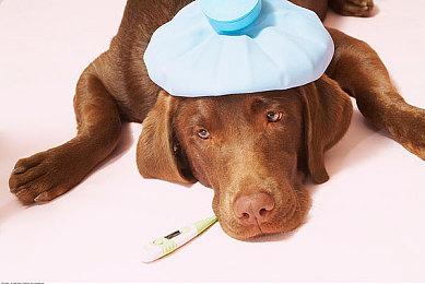 Aniplex《RPG时间！》开发商宣布新RPG手游项目